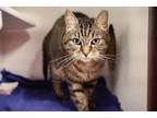 Adopt Brandywine a Domestic Short Hair