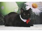 Adopt Minerva a Domestic Short Hair