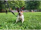 Adopt Moscato a Mixed Breed