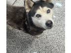 Adopt Ms. Jaxon a Siberian Husky, Mixed Breed