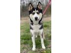 Adopt Matilda a Siberian Husky, Mixed Breed