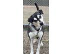 Adopt Kaley a Mixed Breed