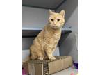 Adopt Marigold a Domestic Short Hair