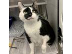 Adopt Peppy a Domestic Short Hair