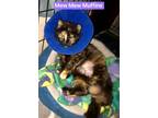 Adopt Mew Mew Muffins a Tortoiseshell, Domestic Medium Hair