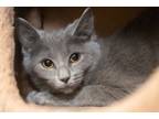 Adopt NALA a Domestic Short Hair