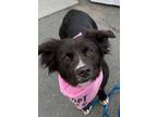 Adopt Zinnia a Border Collie, American Bully