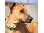 Adopt Baylor a Mixed Breed