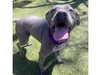 Adopt Ella a Pit Bull Terrier