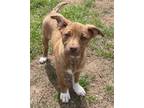 Adopt Sophie $25 a Mountain Cur, Mixed Breed