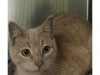 Adopt Beatrice a Domestic Short Hair
