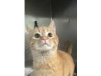 Adopt Betty a Domestic Short Hair