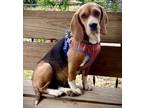 Adopt Violet a Beagle