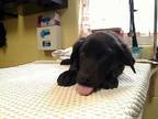 Adopt FROOT LOOP a Labrador Retriever, Mixed Breed