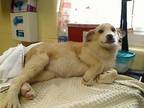 Adopt RICE KRISPIE a Labrador Retriever, Mixed Breed