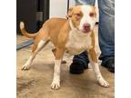 Adopt SCRAPPY-28505 a Pit Bull Terrier