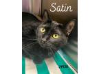 Adopt Satin a Domestic Short Hair