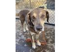 Adopt Sixteen a Labrador Retriever, Mixed Breed