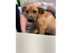 Adopt Butterfly a Black Mouth Cur, Mixed Breed