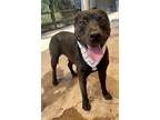 Adopt Marina a Plott Hound, Pit Bull Terrier