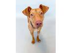 Adopt Ginny a Mixed Breed