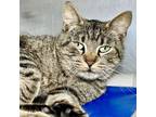 Adopt HalleLand a Domestic Short Hair