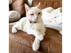 Adopt Jennifur a Siamese, Domestic Short Hair