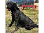 Adopt Linnie a Labrador Retriever