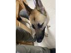 Adopt LYRA a German Shepherd Dog