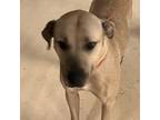 Adopt Coco a Labrador Retriever