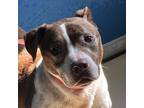 Adopt Rose a Terrier, Pit Bull Terrier