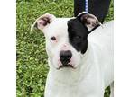 Adopt Gina a Terrier, Pit Bull Terrier