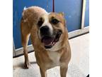 Adopt Misty a Labrador Retriever