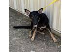 Adopt Abbey a German Shepherd Dog