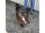 Adopt Jewels a Wirehaired Terrier
