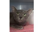 Adopt Rose a Domestic Short Hair