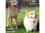 Adopt Izzy a Cardigan Welsh Corgi, Mixed Breed