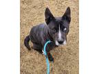 Adopt Alice a Husky, Mixed Breed