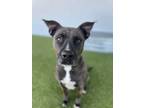 Adopt Daisy a Pit Bull Terrier, Mixed Breed