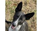 Adopt Arctic a Australian Cattle Dog / Blue Heeler