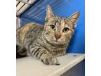 Adopt Topanga a Domestic Short Hair