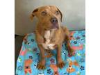 Adopt Phoenix a American Staffordshire Terrier, Mixed Breed