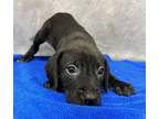 Adopt Hershey a Labrador Retriever, Mixed Breed
