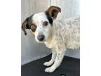 Adopt LILY a Australian Cattle Dog / Blue Heeler