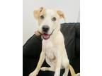 Adopt HEAVENLY a Fox Terrier