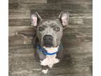 Adopt LUNA a American Staffordshire Terrier