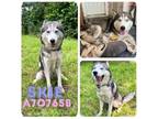 Adopt SKIE a Husky