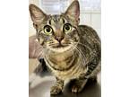 Adopt CINNAMON a Domestic Short Hair