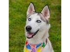 Adopt Rosie a Husky