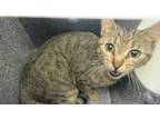 Adopt Oakley a Domestic Short Hair